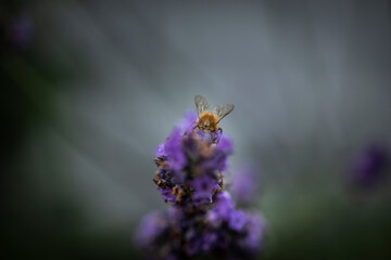 Macro of Bee on Lavender