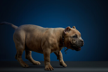 Perro American bully color cafe parado asechando, en una sesion de estudio , sobre una base color gris y un fondo azul