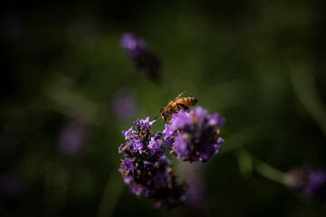 Macro of bee on Lavender.  
