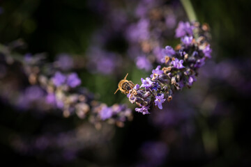 Macro of bee on Lavender.  