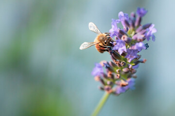 Macro of bee on Lavender.  