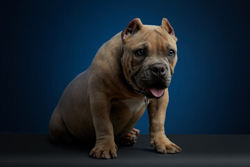 cachorro american bully color cafe, en sesion de fotos de estudio con diferentes poses y un fondo de color azul
