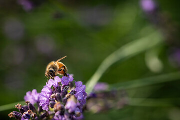 Macro of bee on Lavender.  