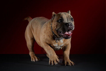 cachorro american bully sacando la lengua en sesion de fotos con un fondo color rojo