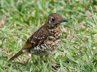 Immature Bassian Thrush (Zoothera lunulata) foraging.