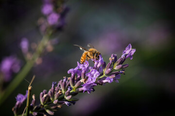 Macro of bee on Lavender.  