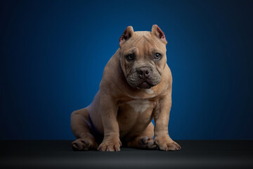 Perro american bully color cafe, sentado sobre una superficie gris y un fondo azul, con una mirada tierna y mirando a la camara