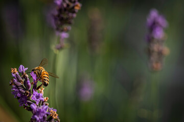 Macro of bee on Lavender.  