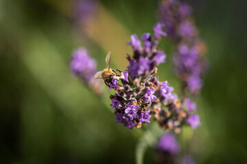 Macro of bee on Lavender.  