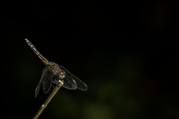 Macro of Dragonfly
