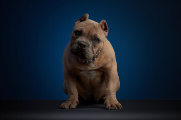 Perro american bully color cafe, sentado sobre una superficie gris y un fondo azul, con una mirada tierna y mirando a la camara