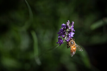 Macro of bee on Lavender.  