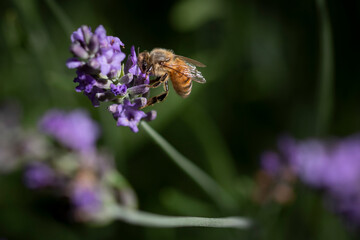 Macro of bee on Lavender.  