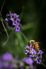 Macro of bee on Lavender.  
