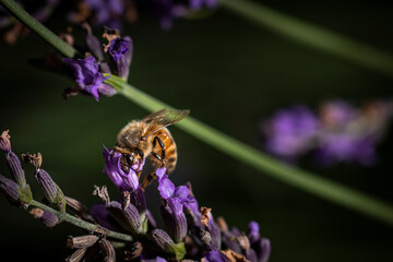 Macro of bee on Lavender.  