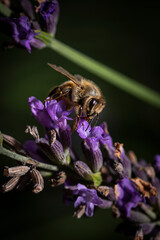 Macro of bee on Lavender.  