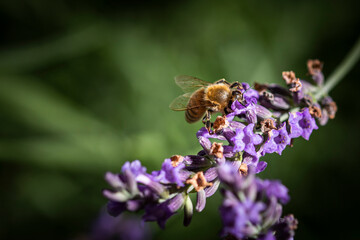 Macro of bee on Lavender.  