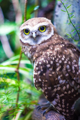 Lechuza buho