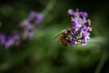 Macro of bee on Lavender.  