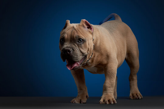Perro American bully color cafe parado asechando, en una sesion de estudio , sobre una base color gris y un fondo azul
