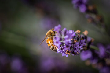 Macro of bee on Lavender.  
