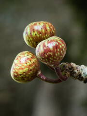 Variegated Fig Fruits (Ficus variegata) growing on tree trunk at Cow Bay, Daintree, Queensland.