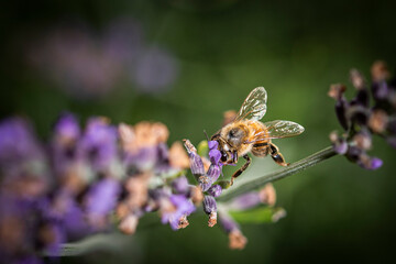 Macro of bee on Lavender.  