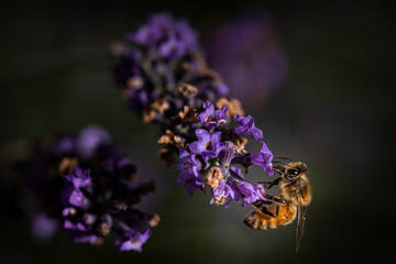 Macro of bee on Lavender.  