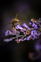 Macro of bee on Lavender.  