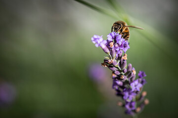 Macro of bee on Lavender.  