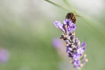 Macro of bee on Lavender.  