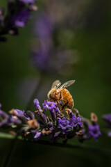 Macro of bee on Lavender.  