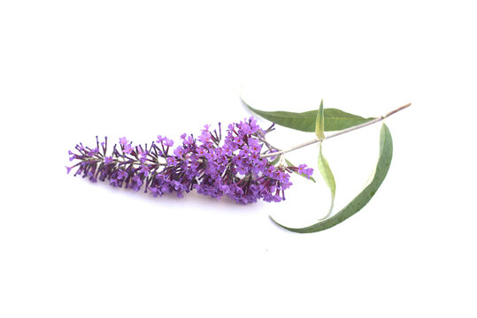 Closeup of buddleia davidii flower and leaves on white background