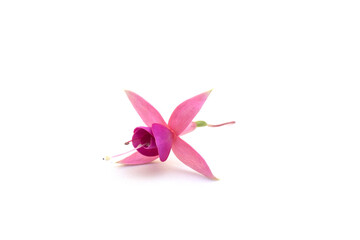 Closeup of pink flower of fuchsia blossom on white background