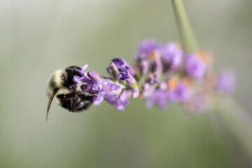 Macro of bee on Lavender.  