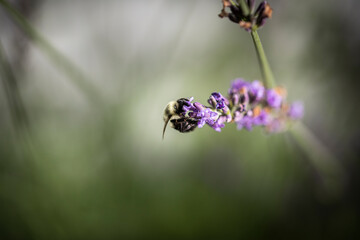Macro of bee on Lavender.  