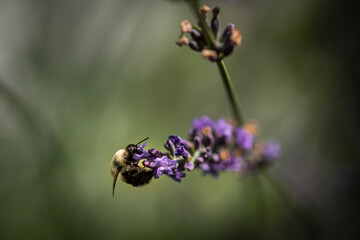 Macro of bee on Lavender.  