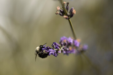 Macro of bee on Lavender.  