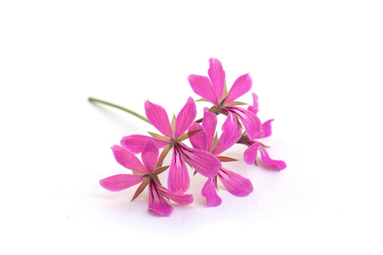 Closeup of pink geranium flower on white background