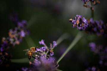Macro of bee on Lavender.  