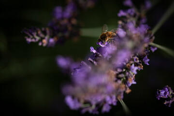 Macro of bee on Lavender.  