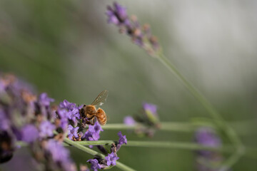 Macro of bee on Lavender.  