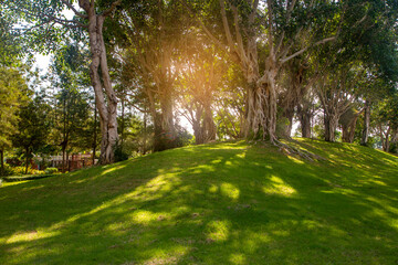 Old linden tree on summer meadow. Large tree crown with lush green foliage  glowing by sunlight. Landscape photography