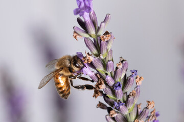 Macro of bee on Lavender.  