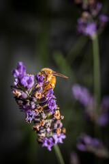 Macro of bee on Lavender.  