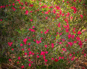 A Red Oleander (Nerium oleander) blooms along Lake Hollywood in Los Angeles, CA..