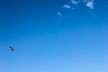 Obraz premium cielo y avion