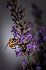 Macro of bee on Lavender.  