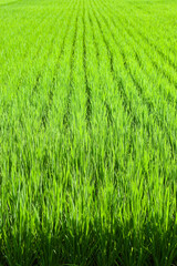 初夏に元気よく伸びた稲の苗	