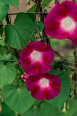Flor de enredadera/planta escandente rosa